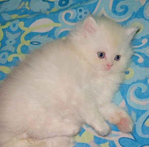 Persian triple coated kittens available 1