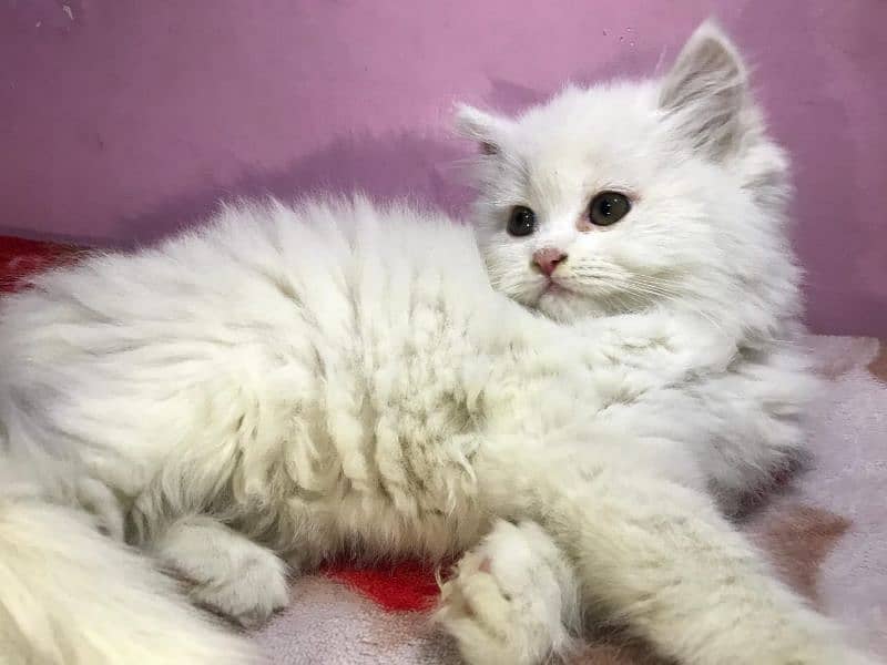 Persian triple coated kittens available 3