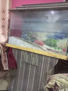 fish covaream  Light available . price 6 hazar    . . . 03216524028