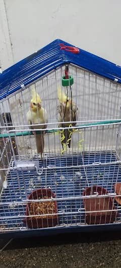 Breeder Cocktail Pair for sale beautiful with free cage