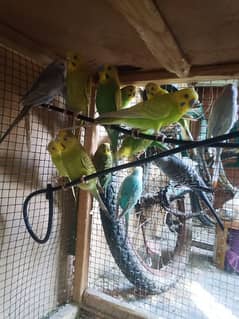 Budgies