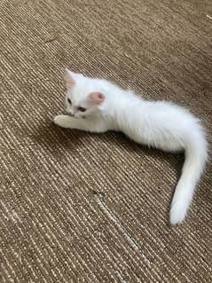 Elegant Persian Female Cat for sale 0