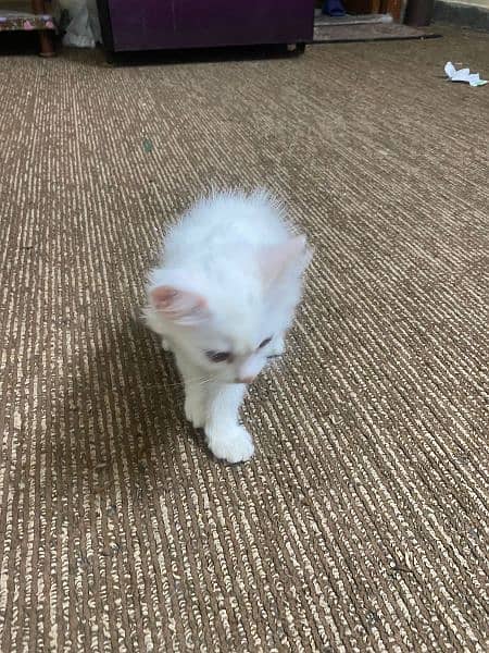 Elegant Persian Female Cat for sale 2