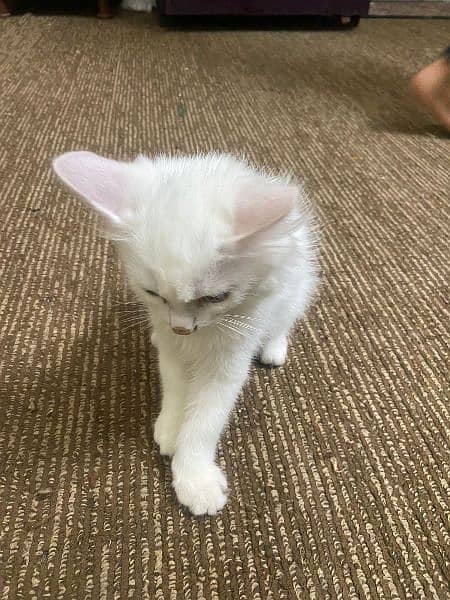 Elegant Persian Female Cat for sale 6