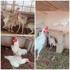 Heera/Hera/Hira chicks available for sale in good quality