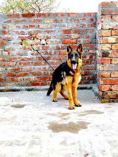 German Shepherd