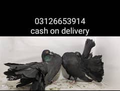 pigeons