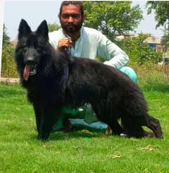 Top quality black german shepherd long coat male 9 month for sale