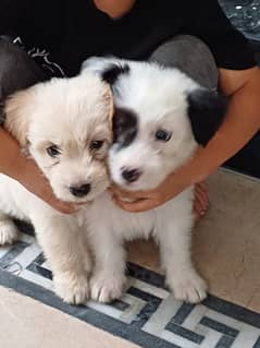 Pudle Breed | Pudle Puupies Pair For Sale 0