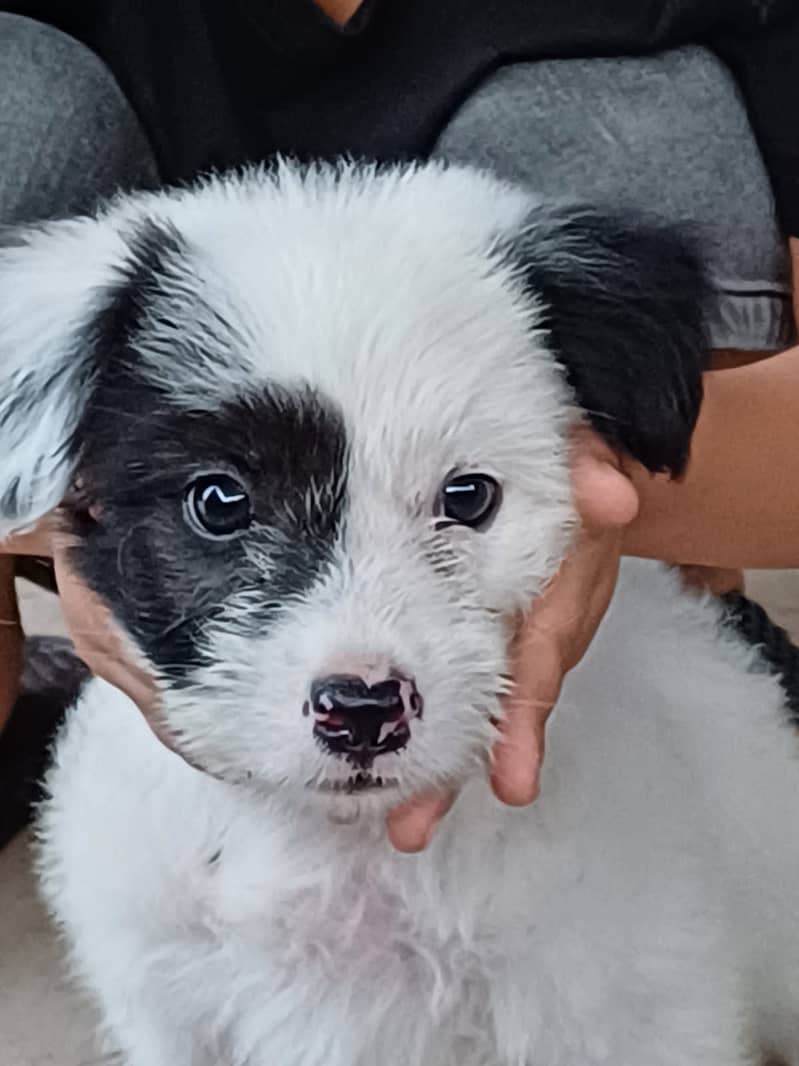 Pudle Breed | Pudle Puupies Pair For Sale 8