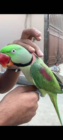 parrot