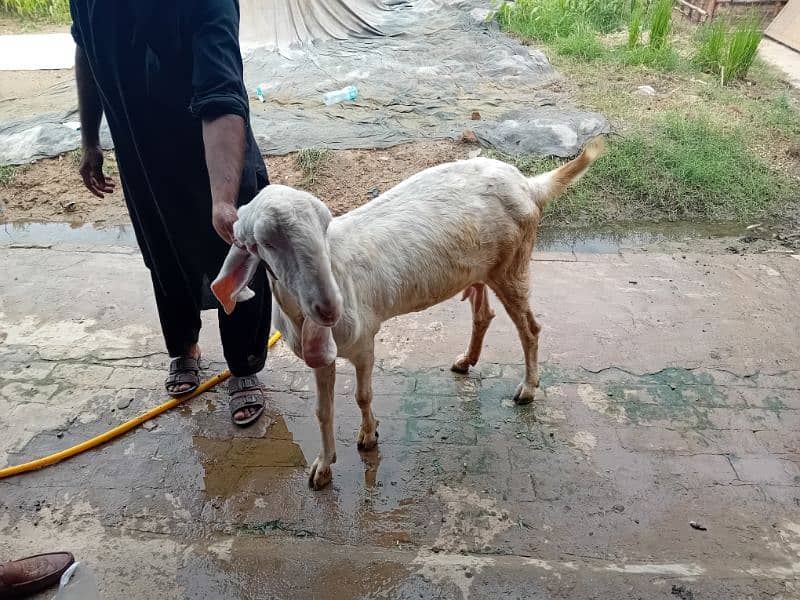 bakri 1