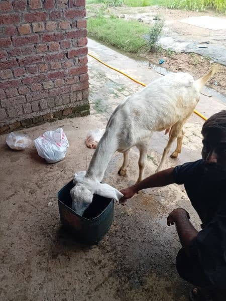 bakri 5