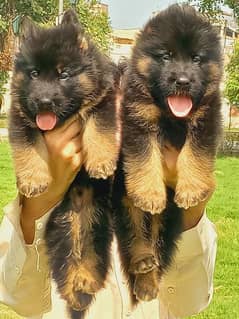 Quality long court  gsd low back. male and Female age 2 months f