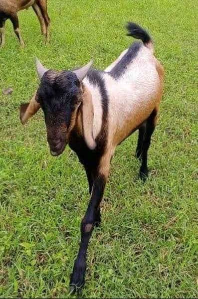 Goat For sale / Bakra / Sheep / 1000 per kg zinda / meat 1