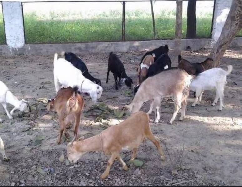 Goat For sale / Bakra / Sheep / 1000 per kg zinda / meat 5