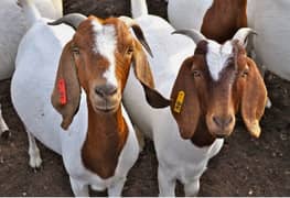 Goat For sale / Bakra / Sheep / 1000 per kg zinda / meat