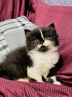 All types of persian cats are available