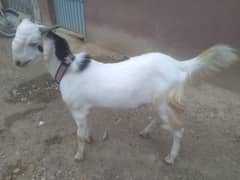 Bakra