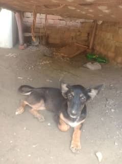 dogs pair for sale 0