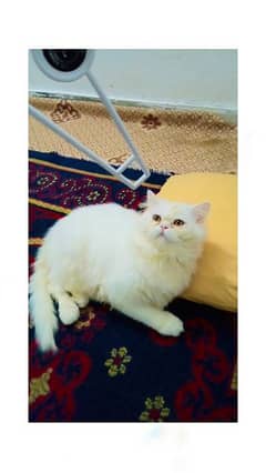 Persian white colour cat with brown eyes, 1 years old