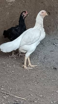 aseel chiks and hens for sale