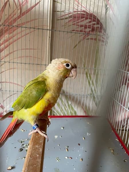 Pineapple Conure Red Factor Male With DNA 3