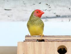 Young Star Finch Male