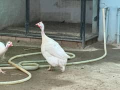 White guinea fowl