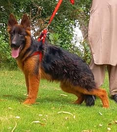 German Shepherd Long Ko Mahal Pen Pedigree