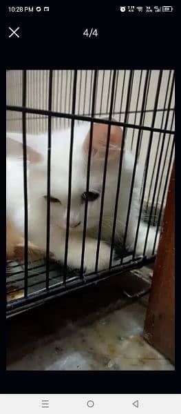 11 month vaccinated female & male cat pair sale 6