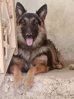 German shepherd dog for sale.