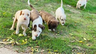 American pitbull puppies | pit bull puppy | Dog For Sale 0