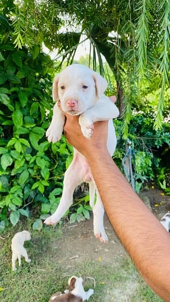 American pitbull puppies | pit bull puppy | Dog For Sale 18