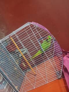 my parrot for sale