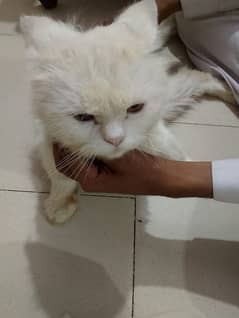 Persian Cat Double coat 0