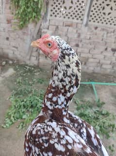 pure aseel murgi hen