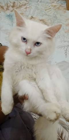 persian cat for sale.