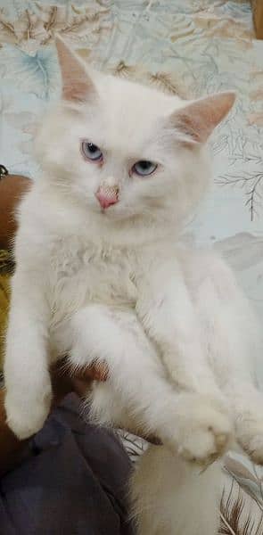 persian cat for sale. 0