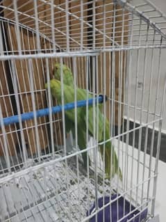 Raw ringneck pair for sale