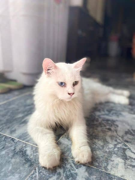 2 eyed rare cat persian 8