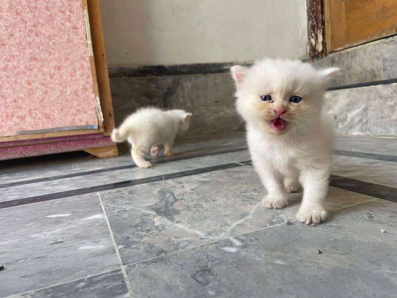 persian kittens 2