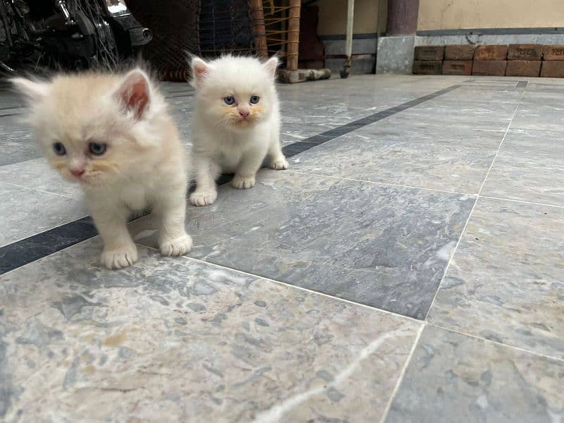 persian kittens 3