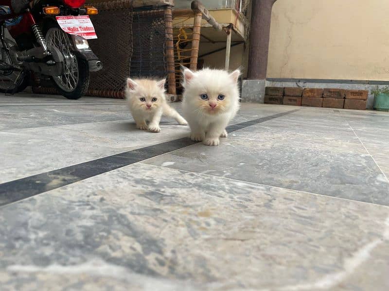 persian kittens 4