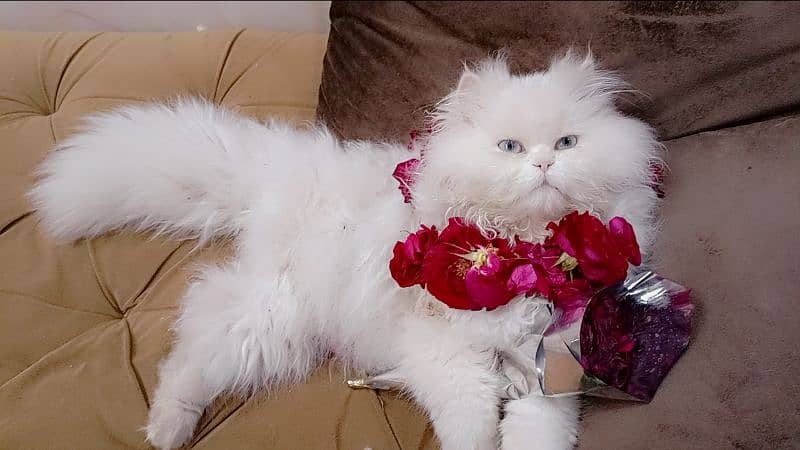 persian kittens 7