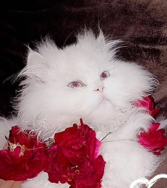 persian kittens 10