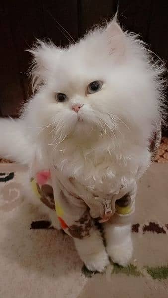 persian kittens 11