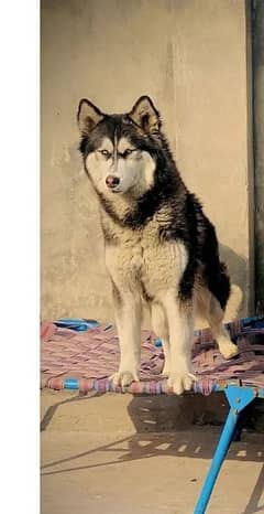 Siberian Husky For sale Female 0