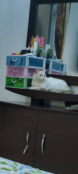 Persian Male Cat For Sale 4