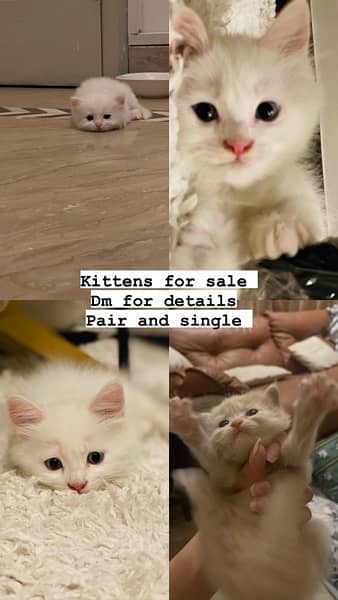 kittens for sale 1